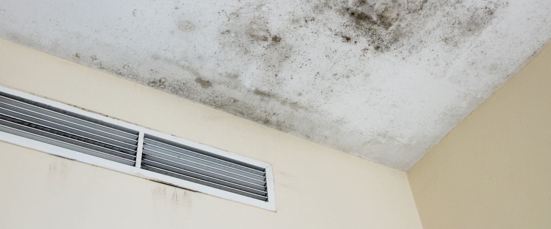 Expert Tips for Effective Mold Removal