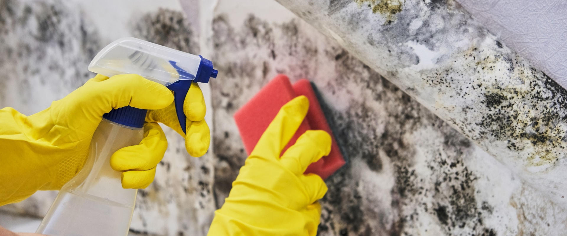 The Ultimate Guide to Removing Mold from Indoor Air