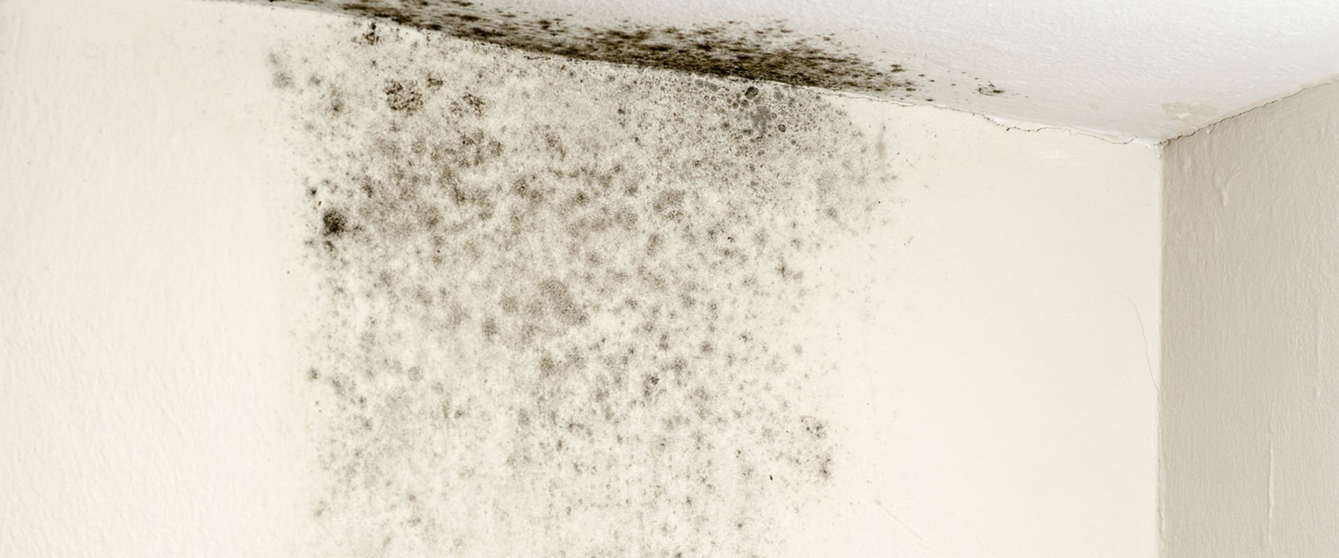 The Truth About Mold: How Long Does it Really Take to Get Out of the Air?