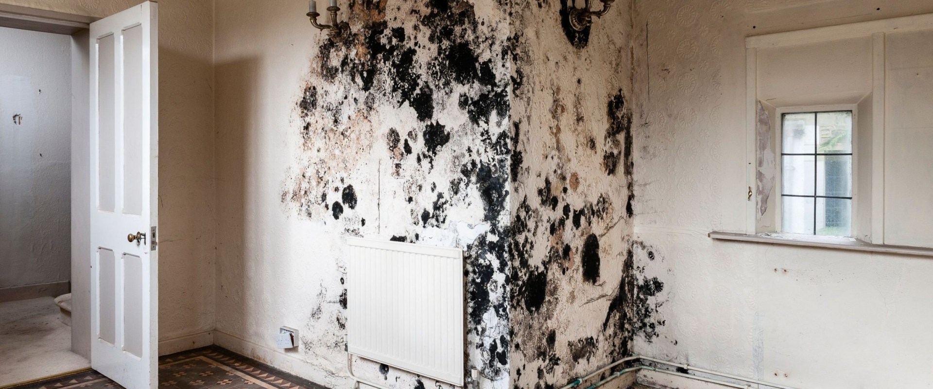 The Hidden Dangers of Mold Behind Walls