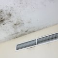 Expert Tips for Effective Mold Removal