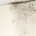 The Truth About Mold: How Long Does it Really Take to Get Out of the Air?