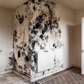 The Hidden Dangers of Mold Behind Walls