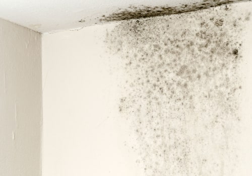 The Truth About Mold: How Long Does it Really Take to Get Out of the Air?