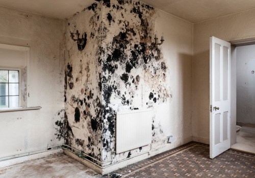 The Hidden Dangers of Mold Behind Walls